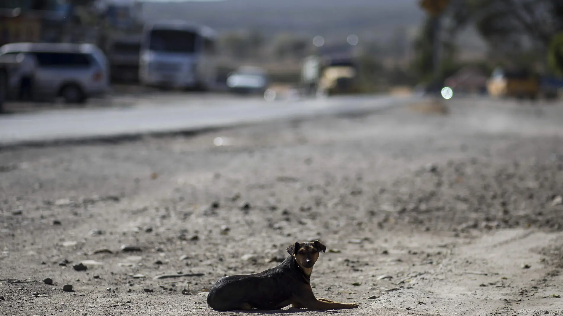 La campaña de esterilización tiene el objetivo de mitigar el crecimiento poblacional de mascotas en comunidades. Foto Archivo